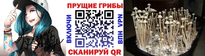blacksprut ССЫЛКА Купино Галлюциногенные грибы мицелий